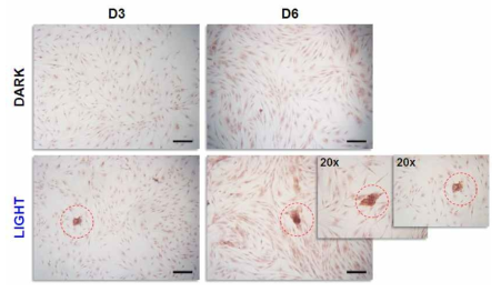 BMP4의 CRISPR activation 후 Alizarin Red S Staining을 통한 골세포 분화의 확인