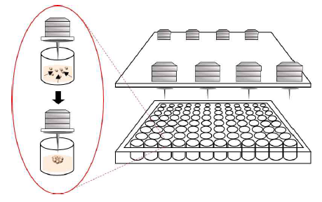 96 well plate와 자석, 압정을 이용하여 자화된 세포를 3차원으로 모으는 방식