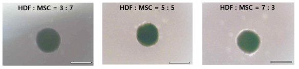 3차원으로 세포 응집시, HDF와 MSC를 동시에 처리하여 비율을 달리한 모습