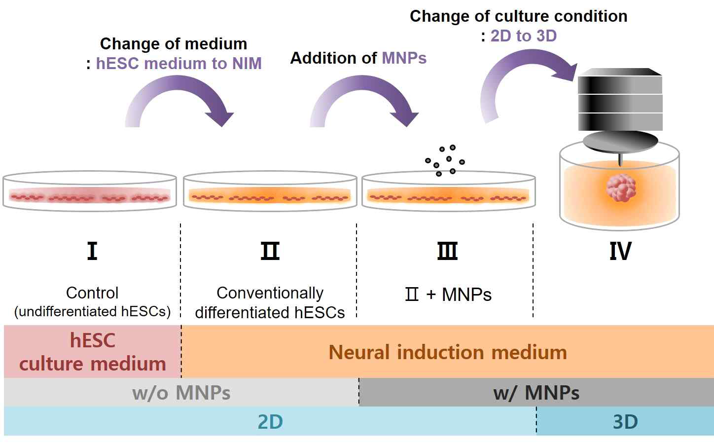 기존의 분화 방식에서부터 3차원 응집체까지 신경세포 분화를 위한 4가지 실험군 모식도