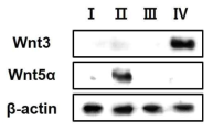 신경분화의 pathway를 알아보기 위해 western blot을 통해 Wnt 단백질을 정량한 결과