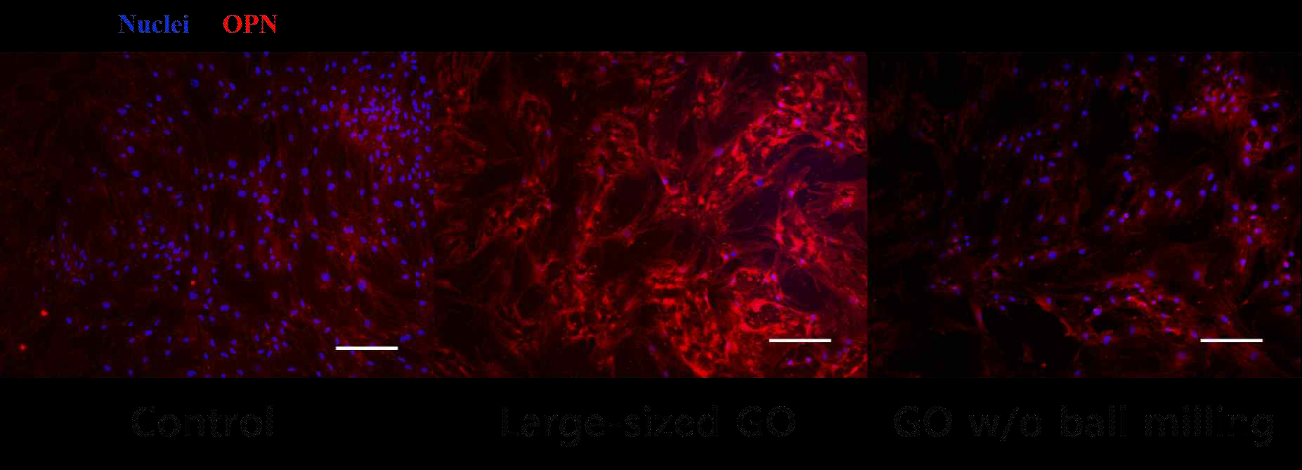 GO disk를 크기별로 처리한 뒤 osteopontin (OPN)에 대한 immunocytochemistry 이미지 결과