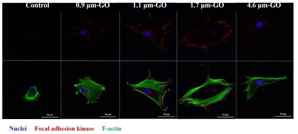 GO disk를 크기별로 처리한 뒤 focal adhesion 형성 및 F-actin 구조에 대한 immunocytochemistry 이미지 결과