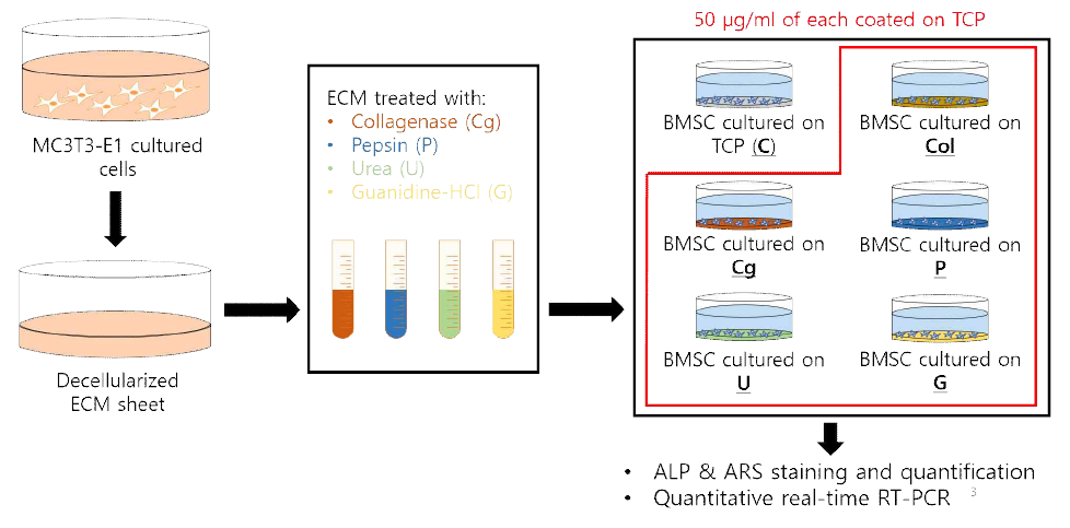 세포 유래의 ECM 추출 및 solubilize method 개발을 위한 전체 schematics