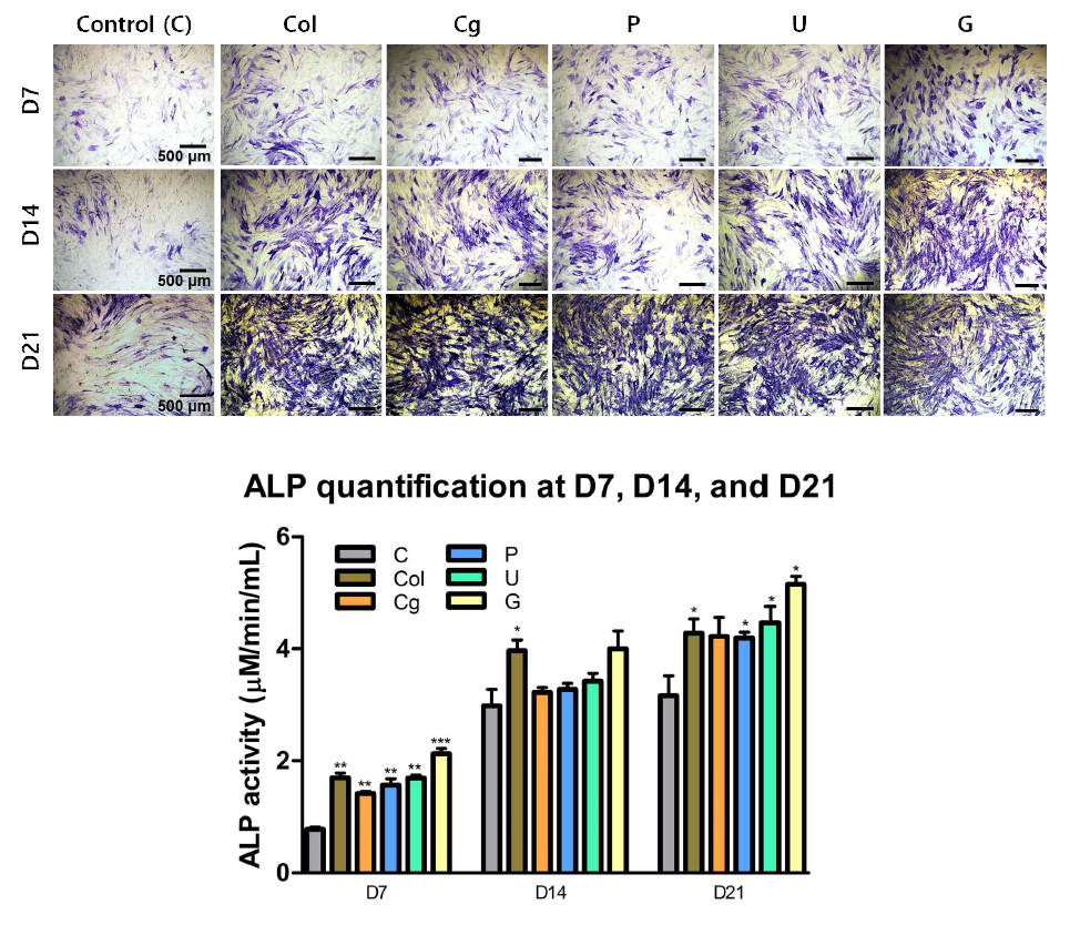 Solubilizing 방법에 따른 골분화 효율 비교 (ALP staining) 이미지 및 정량화