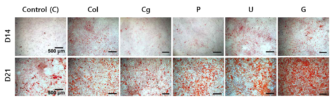 Solubilizing 방법에 따른 골분화 효율 비교 (ARS staining)