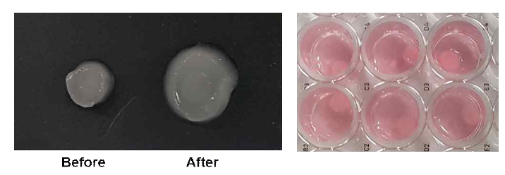 gelatin 기반의 hydrogel의 swelling 모습 관찰