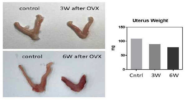 난소 적출(OVX)에 따른 자궁 무게(3주, 6주) 차이