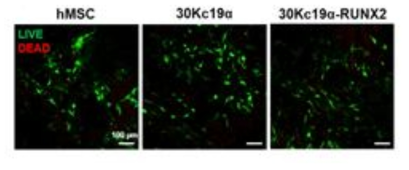 30Kc19α-RUNX2의 독성확인을 위한 Live/Dead asaay
