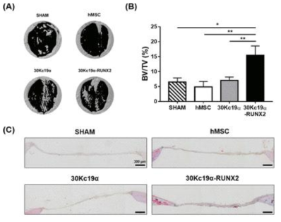 두개골 결손 모델에서의 융합단백질 처리에 따른 골 재생을 micro CT와 MTC staining으로 확인