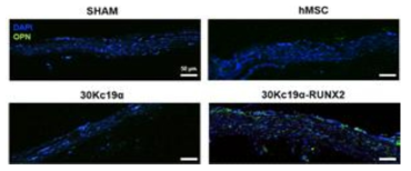 두개골 결손 모델에서의 융합단백질 처리에 따른 골 재생을 Anti-OPN antibody 면역적 염색으로 확인