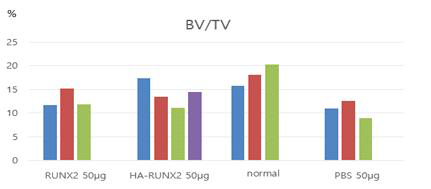 골 재생확인을 위한 micro CT (BV/TV)