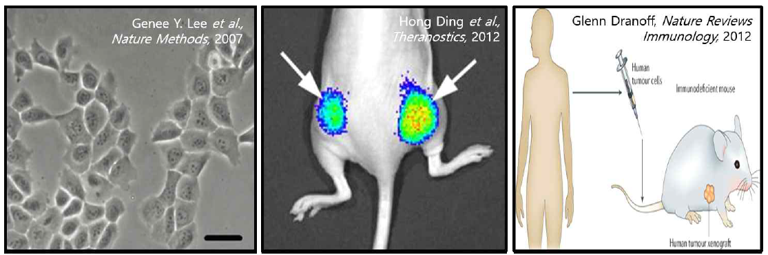 기존의 in vitro 2차원 배양과 동물 모델 (질병 유도, xenograft)