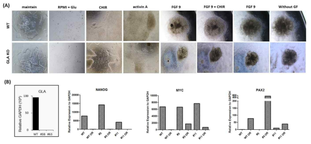 human embryonic stem cell의 Nephron 분화 과정 및 Chracterization (A) wild type과 GLA K/O hESC line의 Nephron 분화 과정 (B) 완성된 Nephron의 GLA, Nanog, Myc, PAX2 발현 분석 (qPCR)