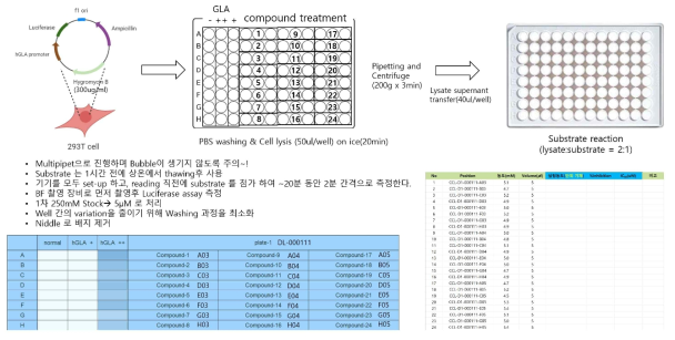 hGLA-Luciferase Screening system을 이용한 hGLA activation 약물 검출 스크리닝