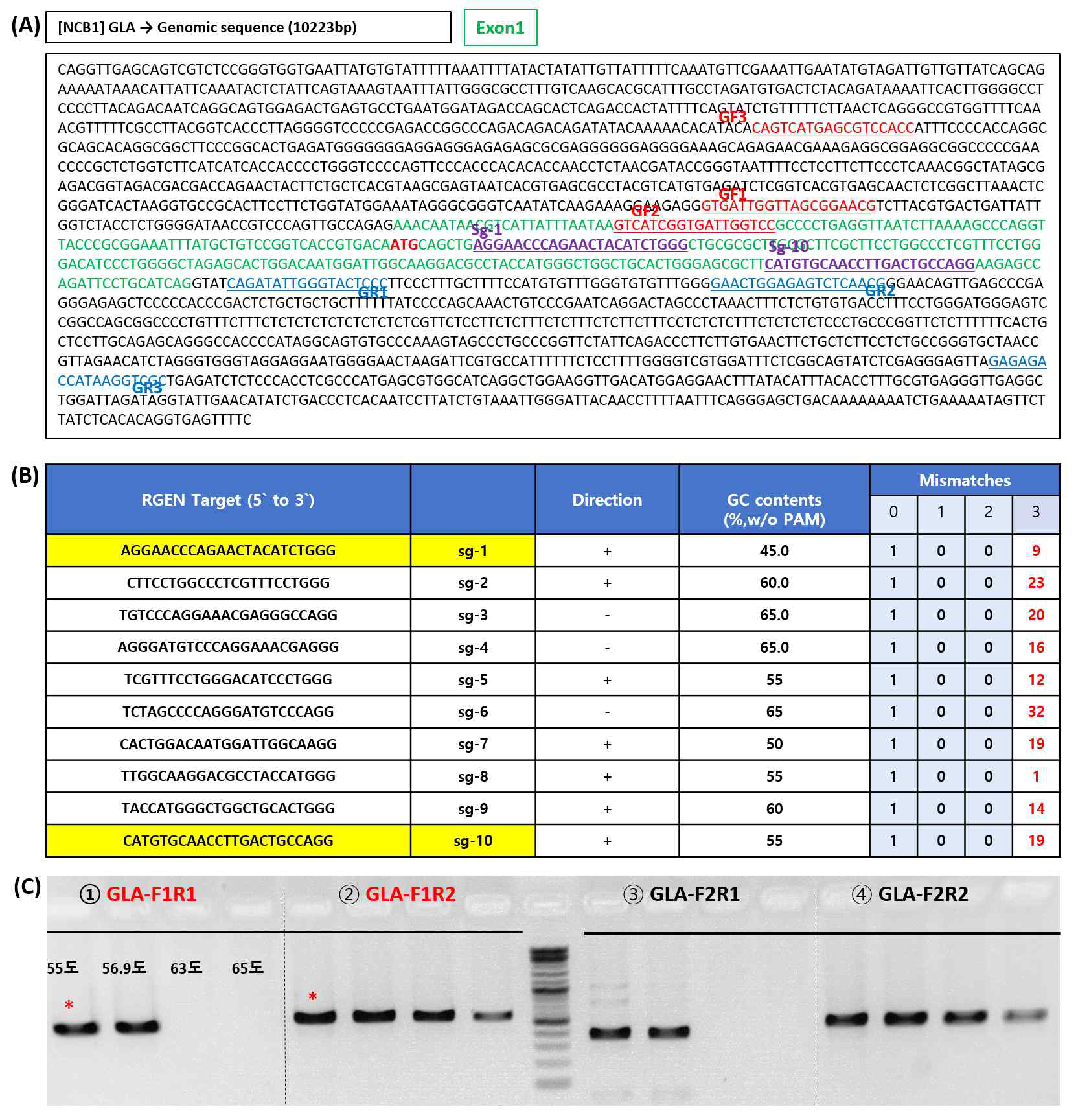 (A) human embryonic stem cell 에서의 GLA sequence 분석 (B) GLA 유전자의 불활성화 유도를 위한 Target primer 디자인 (C) GLA 유전자 targeting을 위한 primer 구성 조건 확립 연구