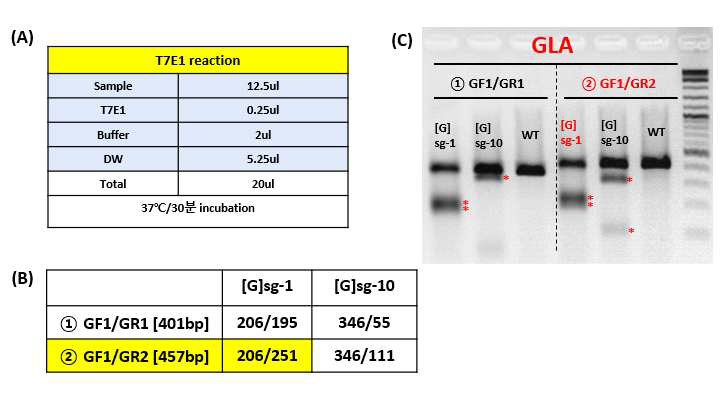 GLA Knock-out을 확인하기 위한 T7E1 assay