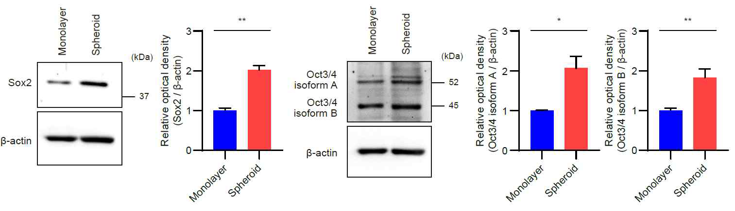 SHED monolayer 및 spheroid의 stemness 변화 검증