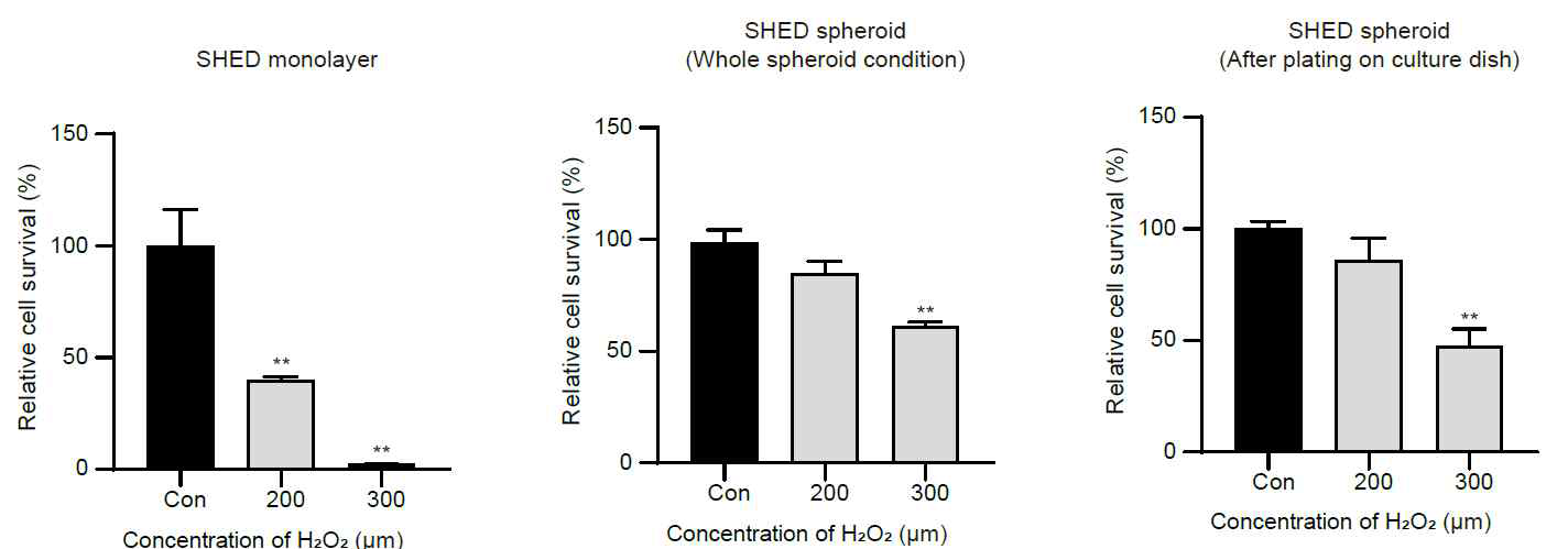 SHED spheroid의 항산화능 및 생존능 확인