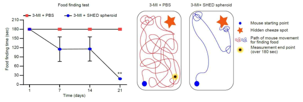 Anosmia 모델에 SHED spheroid 이식 후, 후각 회복 검증 (Food finding test)