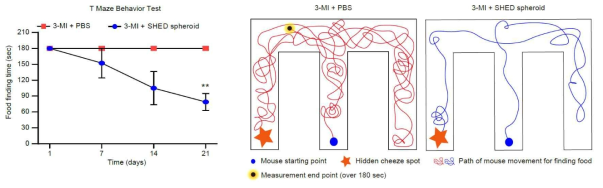 Anosmia 모델에 SHED spheroid 이식 후, 후각 회복 검증 (T-Maze behavior test)