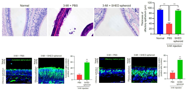 Anosmia 모델에 SHED spheroid 이식 후, 후각조직 재생 검증