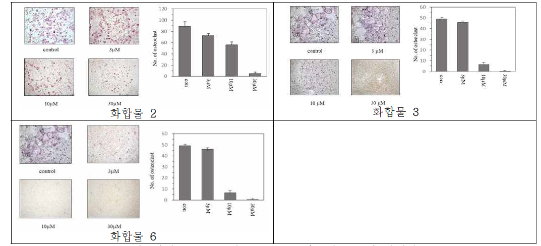 화합물 2, 3, 6의 BMMs cell 파골세포 분화 억제활성
