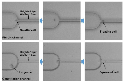 Constriction channel 구조 (너비, 높이)에 따른 세포 유동특성 변화