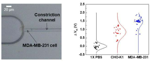 암세포 (MDA-MB-231) 포획 사진과 서로 다른 세포의 측정 결과 (Vth shift)