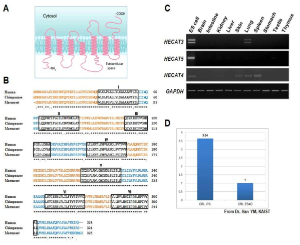 HECAT5의 영장류-특이 아미노산 서열 및 iPSC 분화 과정에서 발현변화 조사