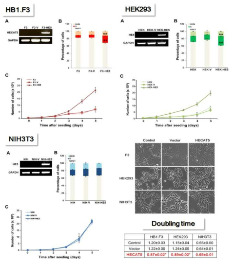 HECAT5의 과발현은 인간세포-특이적으로 세포 증식을 증가시킴