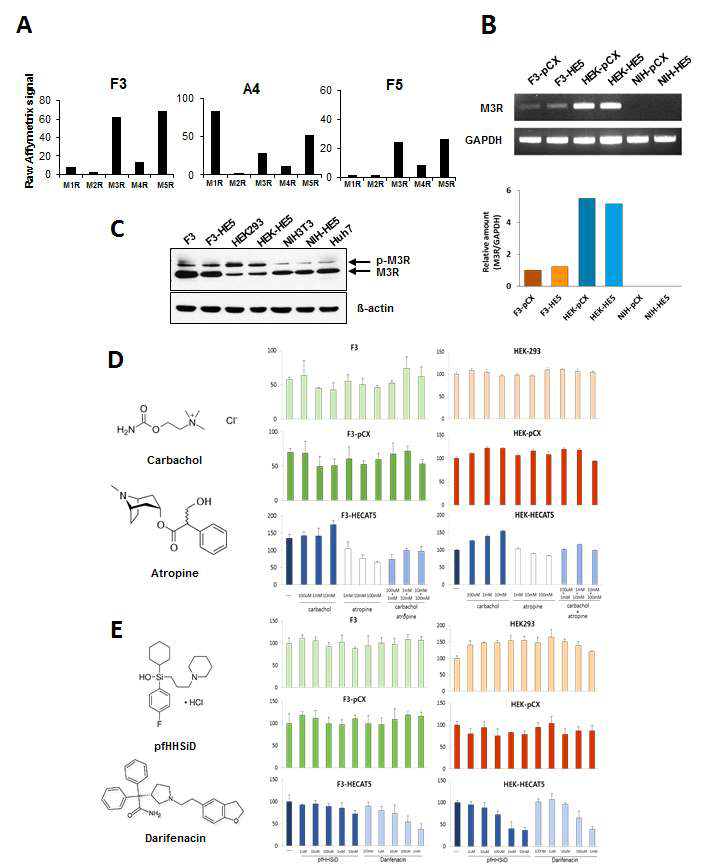 M3R의 발현 및 M3R-특이적 agonist 및 antagonist의 세포증식에 미치는 영향