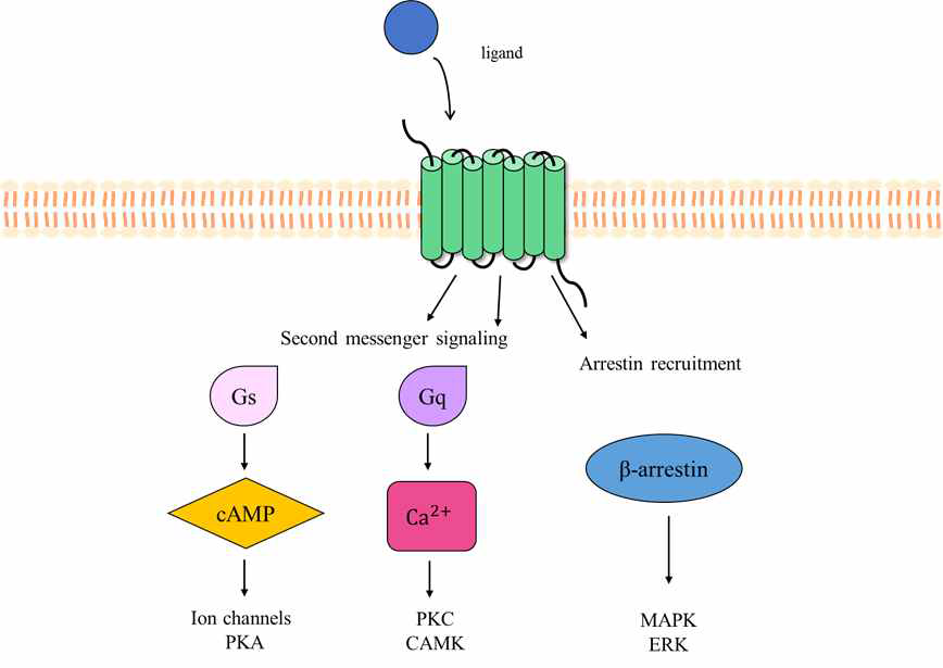 GPCR downstream signaling pathway