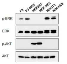 각 HECAT5 과발현세포주에서 ERK 및 PKC 신호전달경로의 활성화 조사