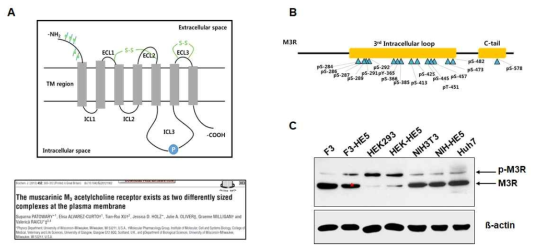 다양한 세포에서 Muscarinic M3 receptor의 modification