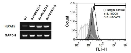 Expression of HECAT5 mRNA in BJ-mock and three clones of BJ-HECAT5 cells was determined by RT-PCR analysis (left). Surface expression of HECAT5 protein in cell membrane was analyzed using FACS (right)