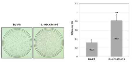 BJ-iPS and BJ-HECAT5-iPS colonies were stained with alkaline phosphatase detection kit (left). Colony number was calculated as the number of AP-stained iPS colonies formed on day 28 post-transduction (right). The data represent the mean values ± standard deviation (n=3)