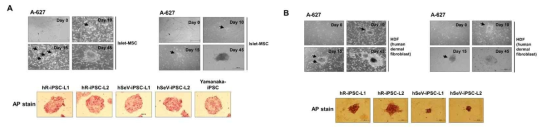 생성된 유도만능줄기세포 AP 분석