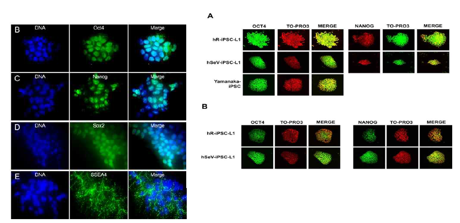 생산된 유도만능줄기세포의 줄기세포성 마커의 면역형광 염색