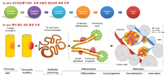 배아 단계에서의 췌도세포 발생과정을 모방한 in vitro 인슐린 생성 세포 분화 단계