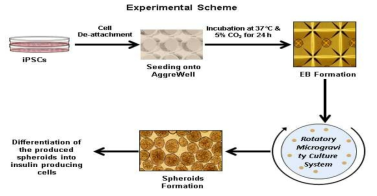 Microgravity rotatory 3D culture system 실험방법