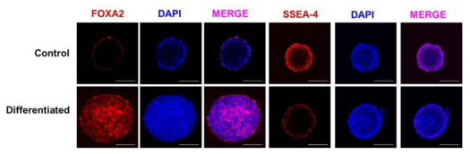 Microgravity rotatory 3D culture system을 활용한 3D 분화 DE stage 마커 확인