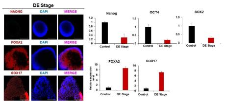 DE단계 분화에 따른 Stemness 감소와 Definitive endoderm marker 발현 증가