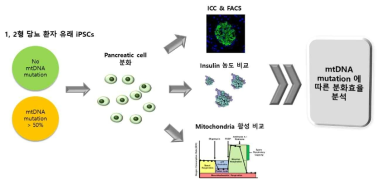 미토콘드리아 상태 비교에 따른 분화 비교 연구