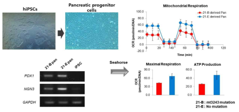 mt3243 mutation 의 iPS-Pancreatic progenitor 분화에 대한 영향