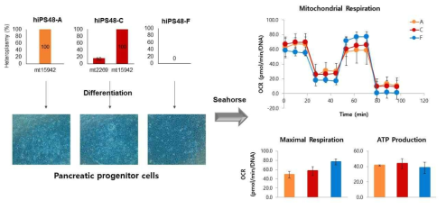 1형 당뇨환자 유래의 iPSC에서 mtDNA mutation 에 따른 Pancreatic progenitor 분화에 대한 영향