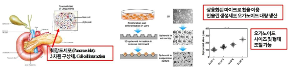 마이크로칩을 이용한 인슐린 세포 3차원 구상체 형성 방법