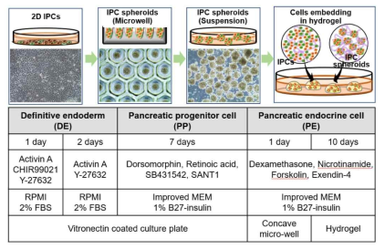 iPSC 로부터 인슐린 생성세포 분화 방법 및 수화젤을 이용한 3차원 배양