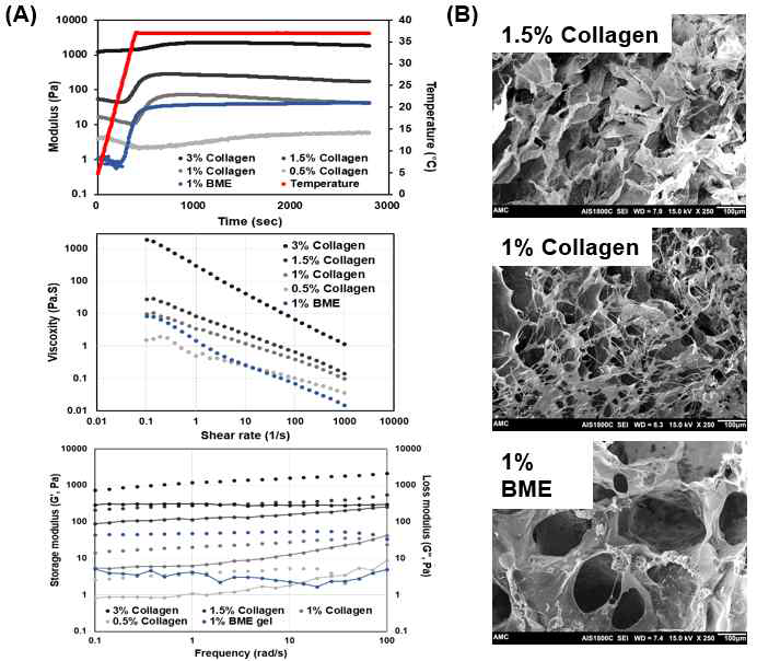 BME와 type I collagen hydrogel의 scanning electron microscopy (SEM) 이미지를 통한 pore 형태 확인