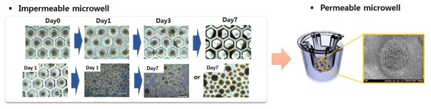 실리콘 재질의 미세유체칩을 이용하여 구상체 혹은 오가노이드의 장기 배양 (좌) 하는 경우 구상체 형태를 유지하지 못하고, 세포의 사멸이 관찰됨. 현탁액으로 배양하는 경우도 세포가 풀어지거나, 덩어리로 뭉치는 문제가 발생함. 이러한 문제를 해결하기 위하여 나노섬유로 이루어진 insert well 형태의 박막에 concave 형태를 형성하여 3차원 배양이 가능하도록 함